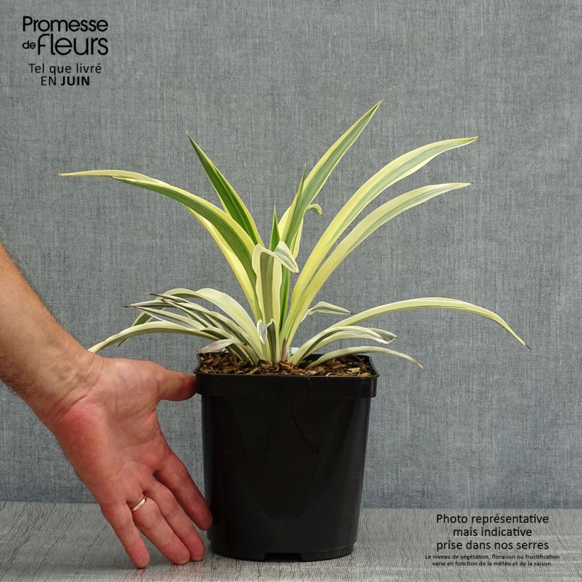 Yucca Bright Star - Variegated Yucca 2L/3L pot sample as delivered in summer