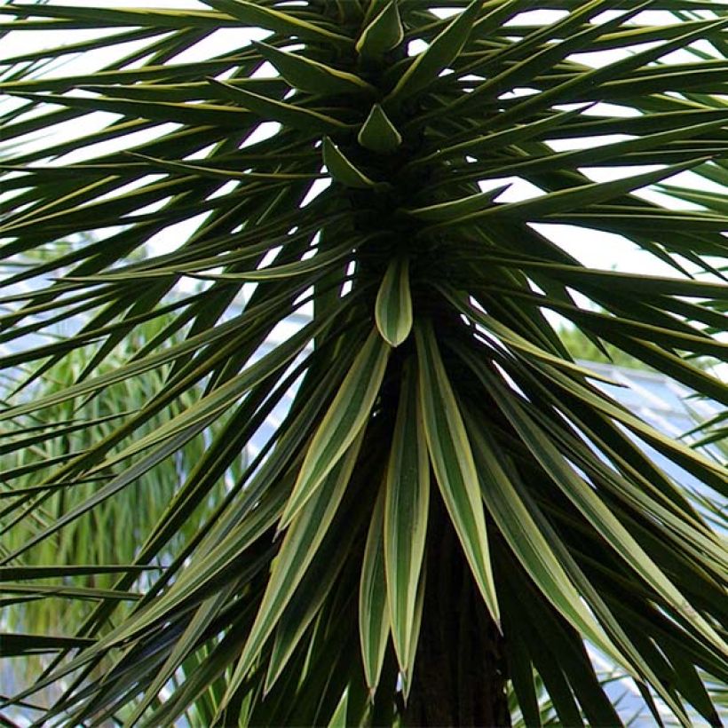 Yucca aloifolia (Foliage)
