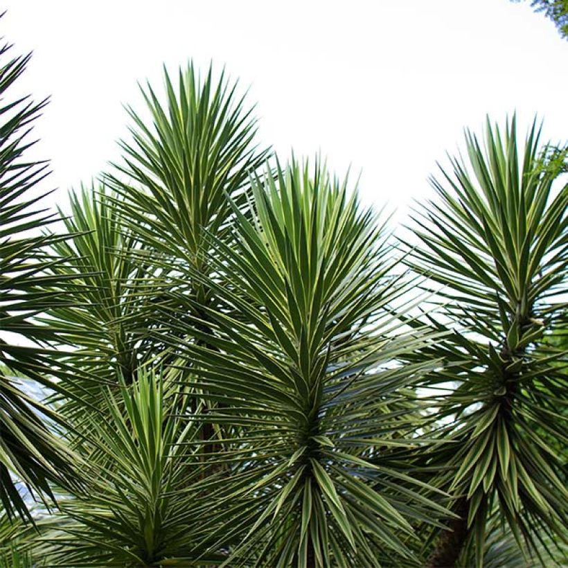 Yucca aloifolia (Plant habit)