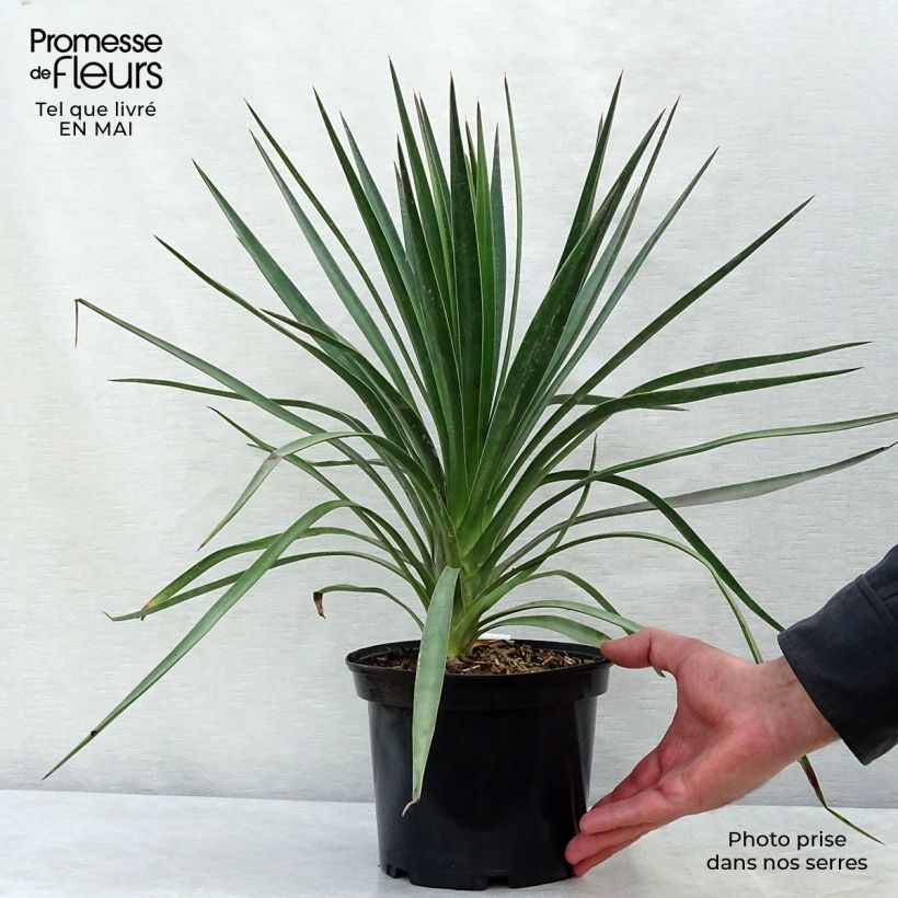 Yucca aloifolia sample as delivered in spring