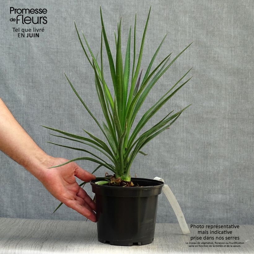 Yucca aloifolia 2L/3L pot sample as delivered in summer