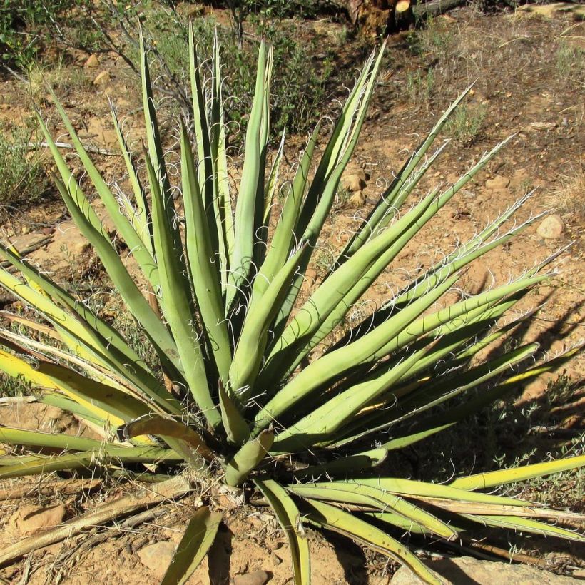 Yucca baccata (Foliage)