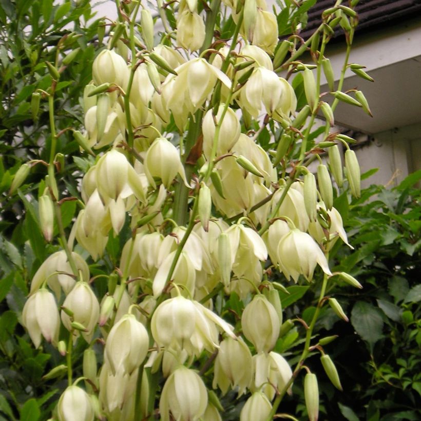 Yucca elephantipes Jewel (Flowering)