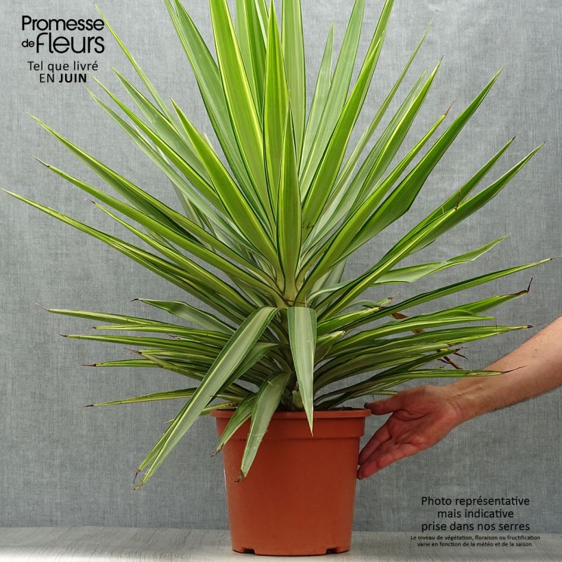 Yucca elephantipes Jewel 7.5L/10L pot sample as delivered in summer