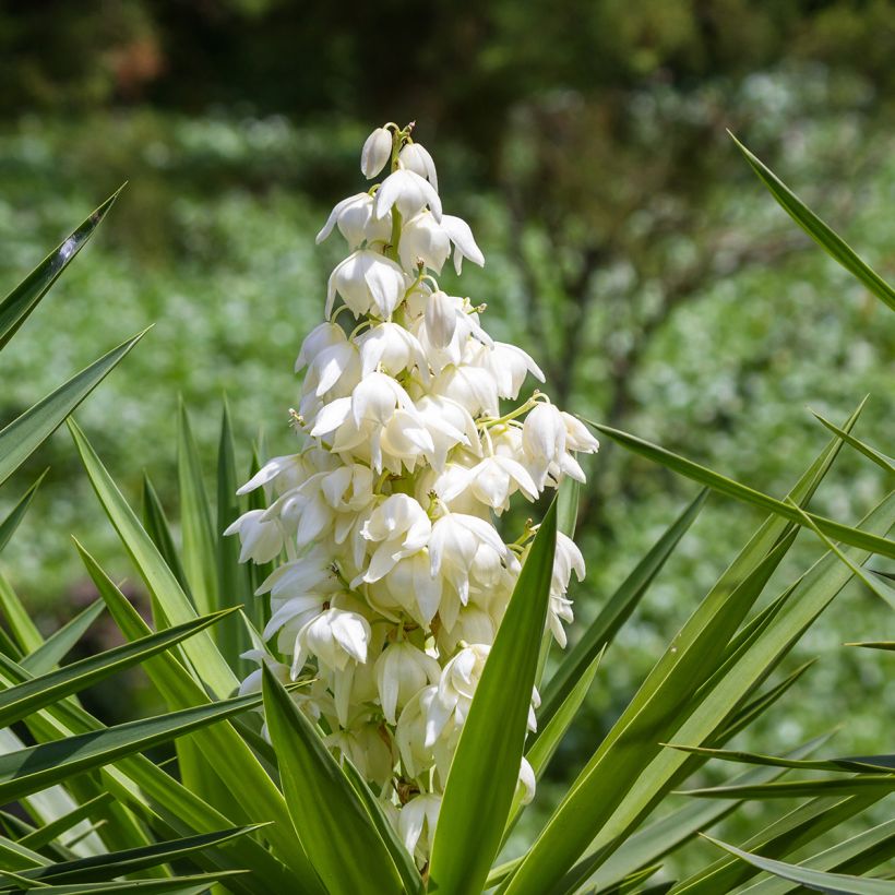 Yucca elephantipes (Flowering)