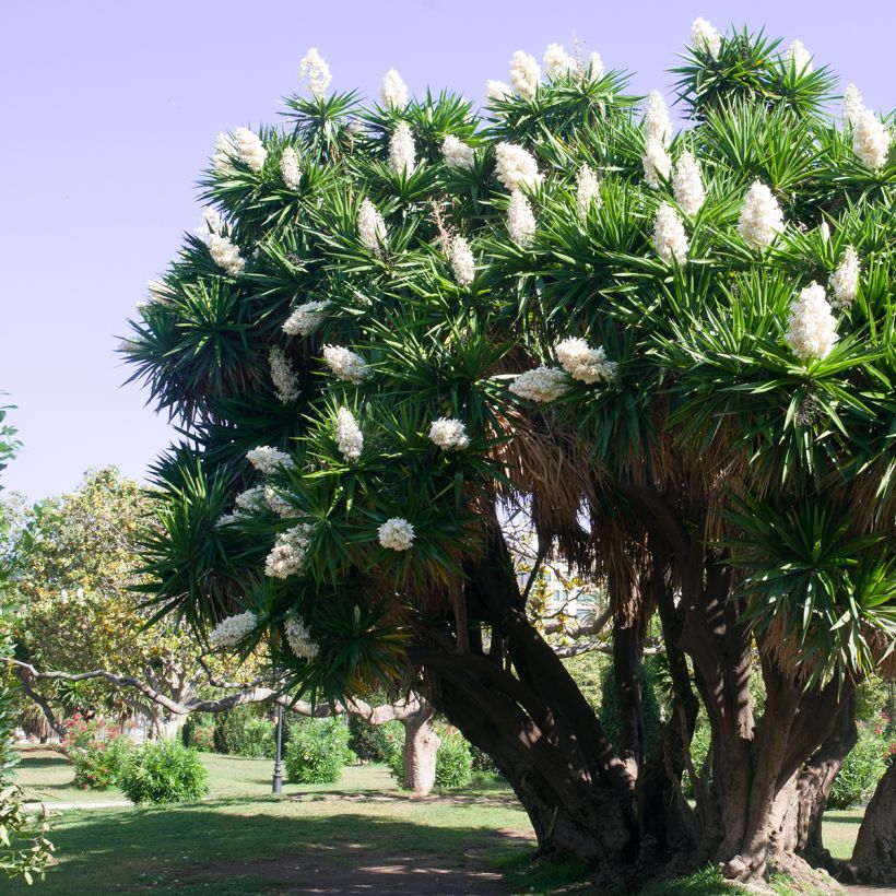 Yucca elephantipes (Plant habit)