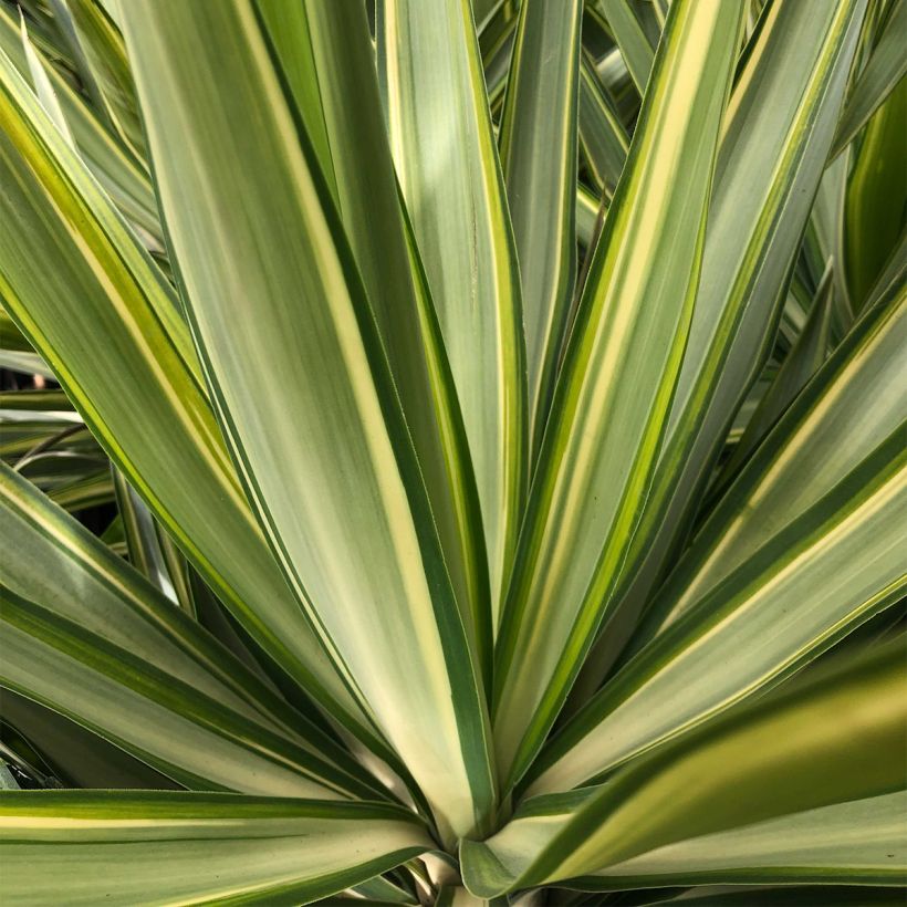 Yucca elephantipes Jewel (Foliage)