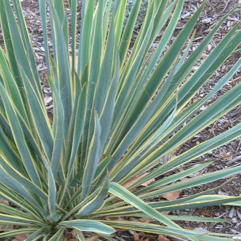 Yucca filamentosa Bright Edge (Foliage)