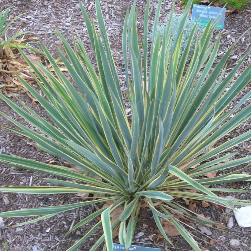 Yucca filamentosa Bright Edge (Plant habit)