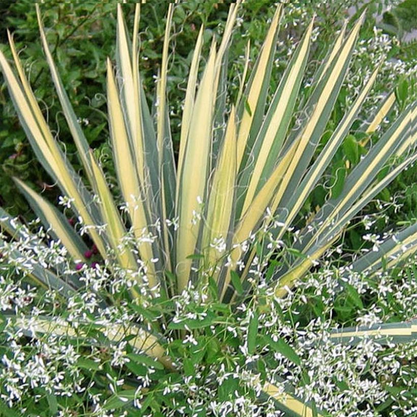 Yucca filamentosa Color Guard (Foliage)