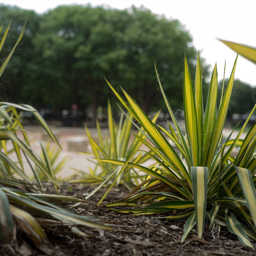 Yucca filamentosa Color Guard (Plant habit)