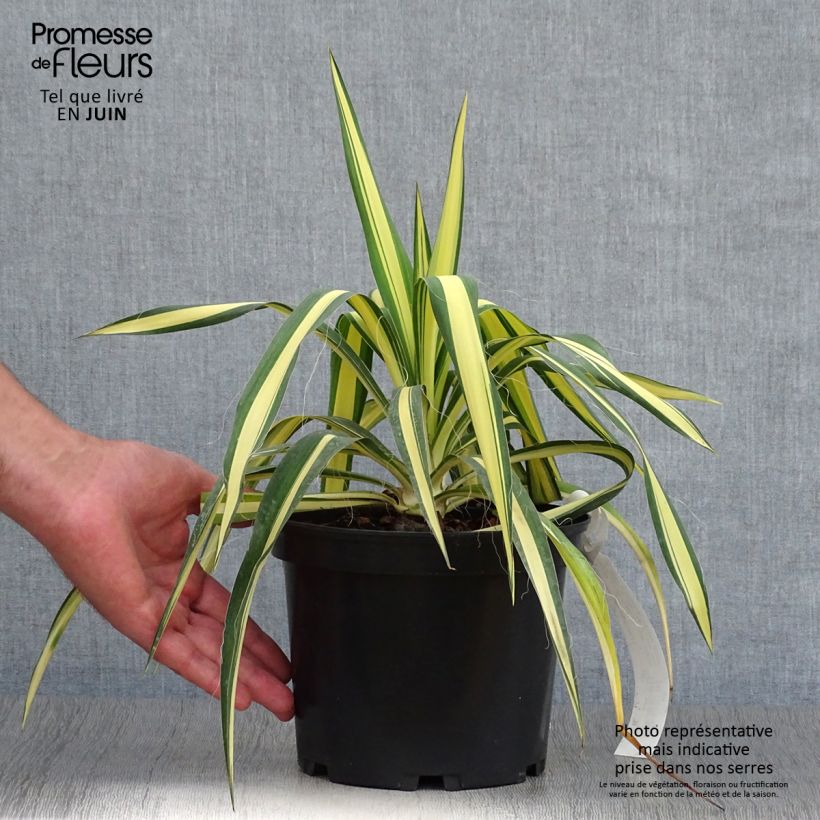 Yucca filamentosa Color Guard 2L/3L pot sample as delivered in summer