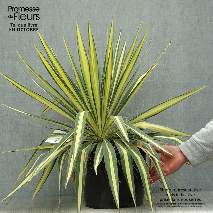 Yucca filamentosa Color Guard 4L/5L pot sample as delivered in autumn