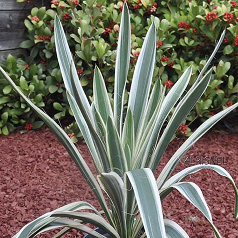 Yucca filamentosa Ivory Tower (Foliage)