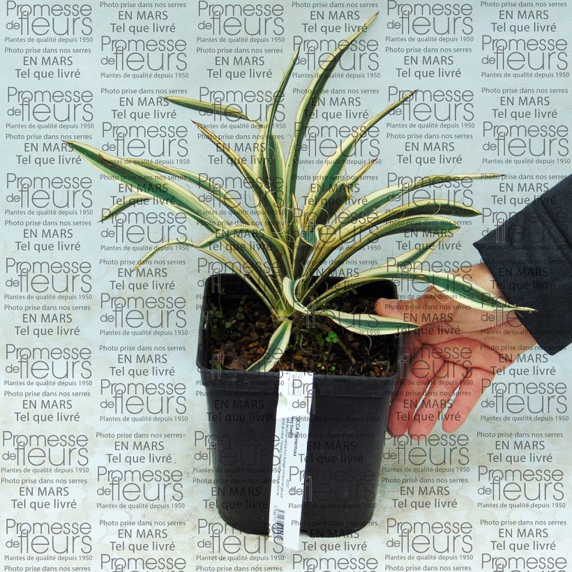 Example of Yucca filamentosa Ivory Tower 2L/3L pot specimen as delivered