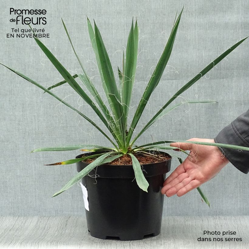 Yucca filamentosa 6L/7L pot sample as delivered in autumn