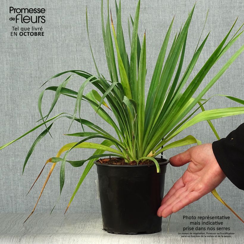Yucca filamentosa 2L/3L pot sample as delivered in autumn