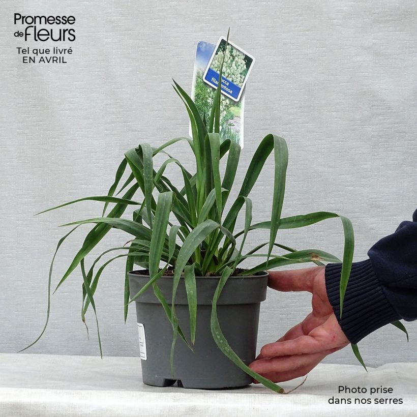 Yucca filamentosa 2L/3L pot sample as delivered in spring