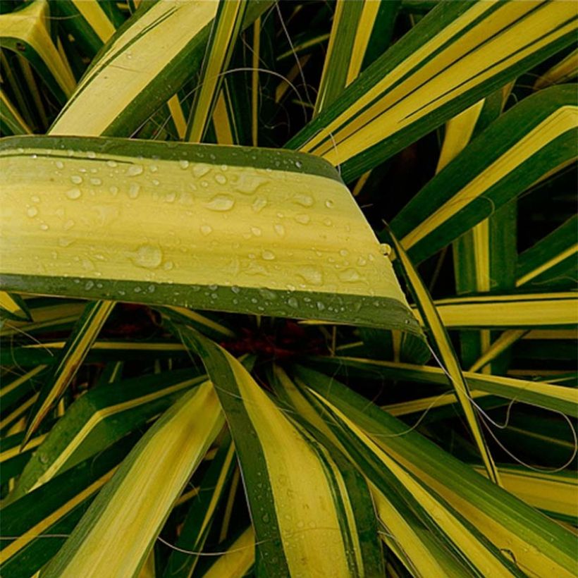 Yucca flaccida Golden Sword (Foliage)