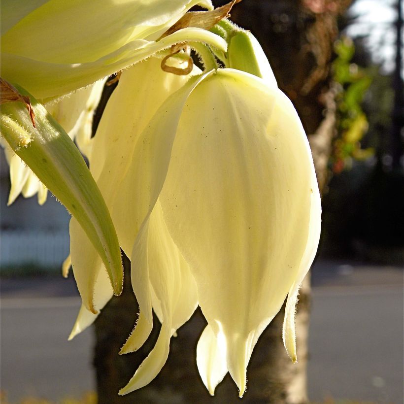 Yucca flaccida Golden Sword (Flowering)