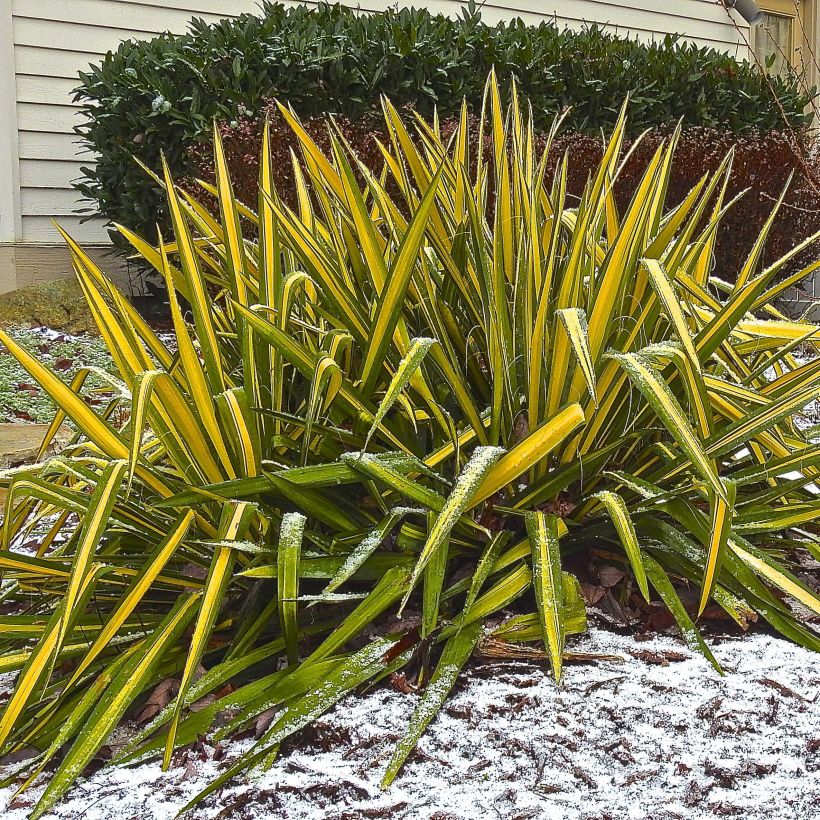 Yucca flaccida Golden Sword (Plant habit)