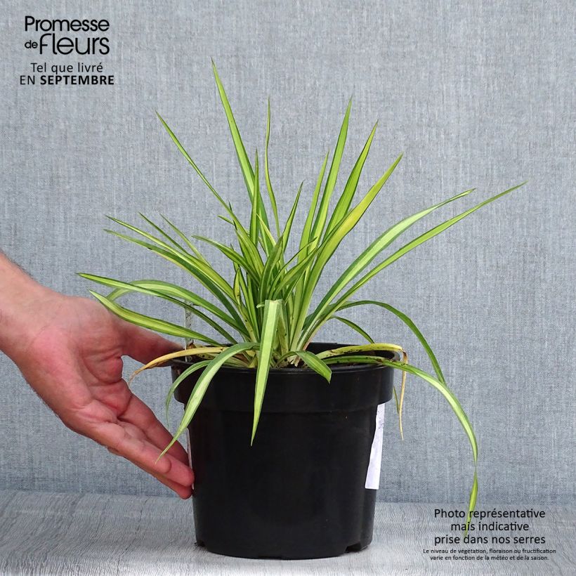 Yucca flaccida Golden Sword 2L/3L pot sample as delivered in summer