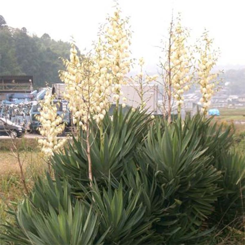 Yucca gloriosa - Spanish Dagger (Plant habit)