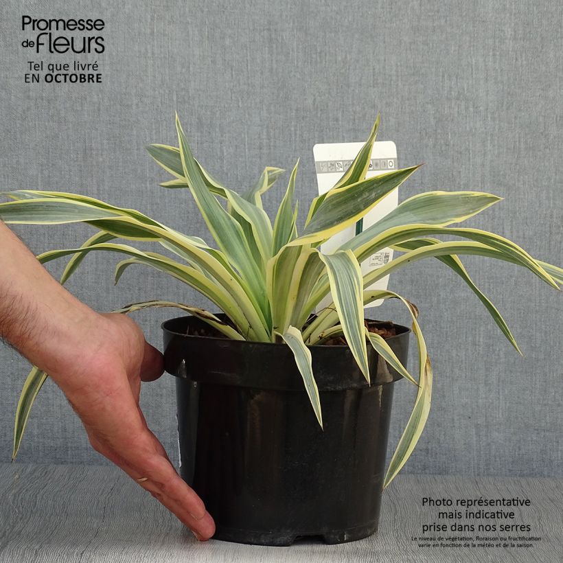 Yucca gloriosa Citrus Twist 2L/3L pot sample as delivered in autumn
