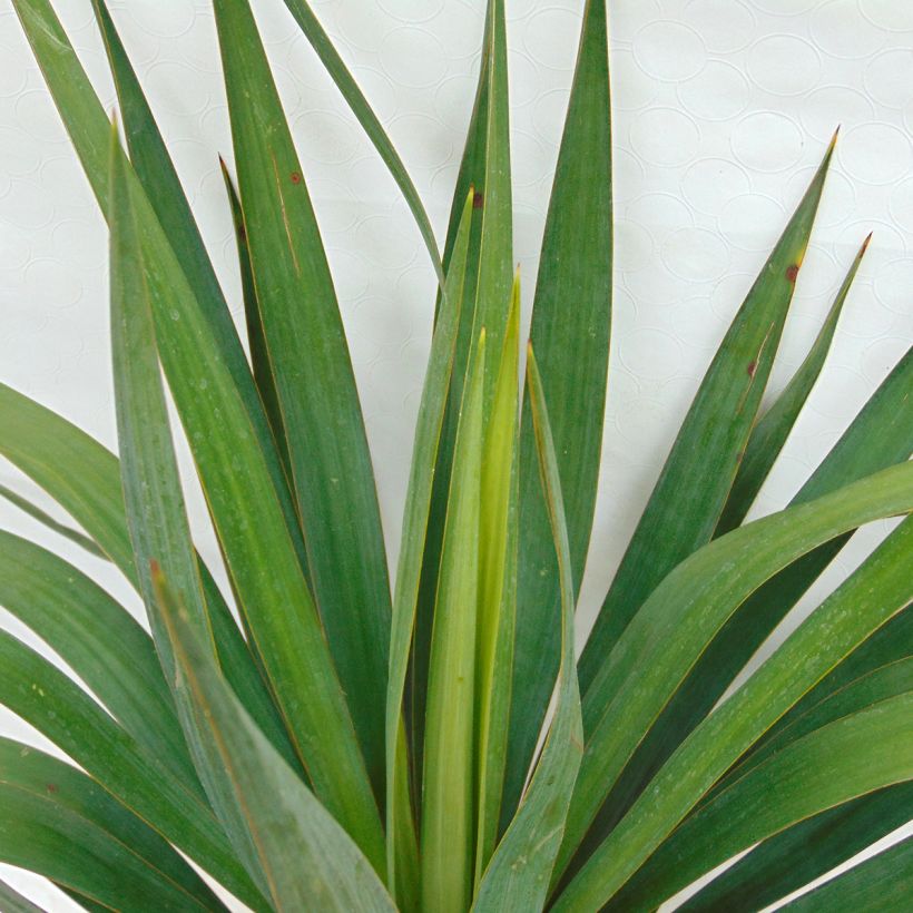 Yucca gloriosa - Spanish Dagger (Foliage)