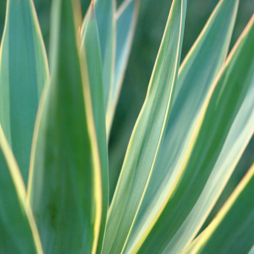 Yucca gloriosa Variegata - Spanish Dagger (Foliage)