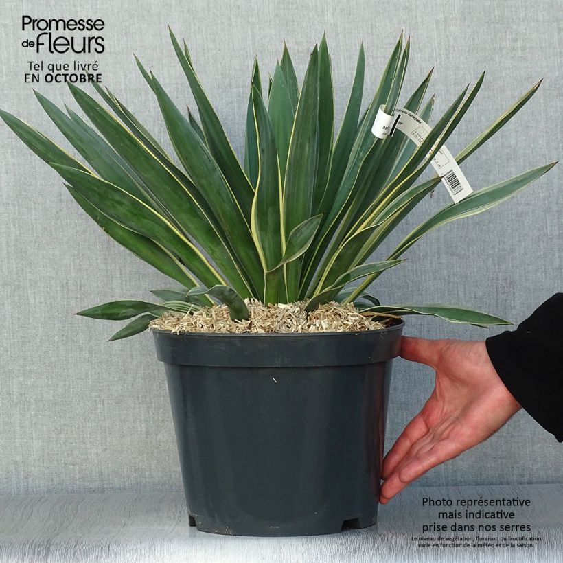 Yucca gloriosa Variegata - Spanish Dagger 4L/5L pot sample as delivered in autumn
