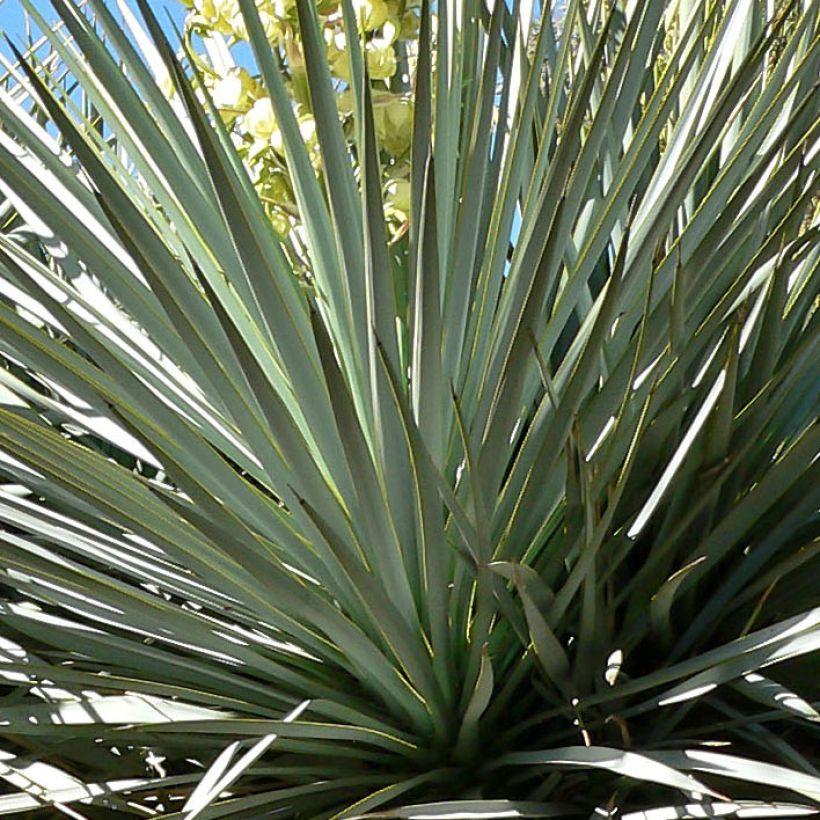 Yucca rigida (Foliage)