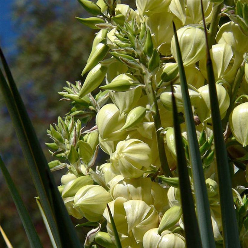 Yucca rigida (Flowering)