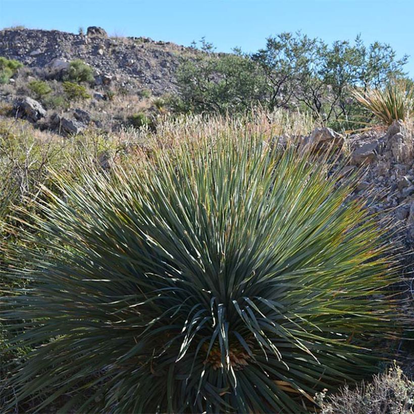Yucca rigida (Plant habit)