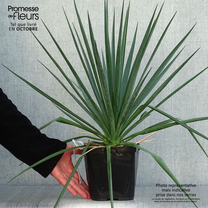 Yucca rigida Blue Sentry 3L/4L pot sample as delivered in autumn