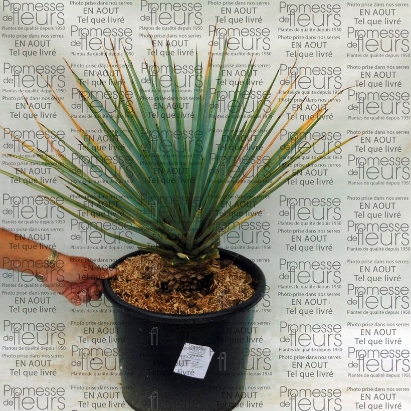 Example of Yucca rigida specimen as delivered