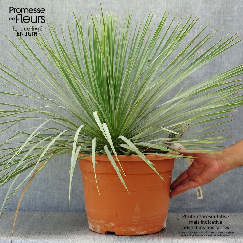 Yucca rostrata 7.5L/10L pot sample as delivered in summer
