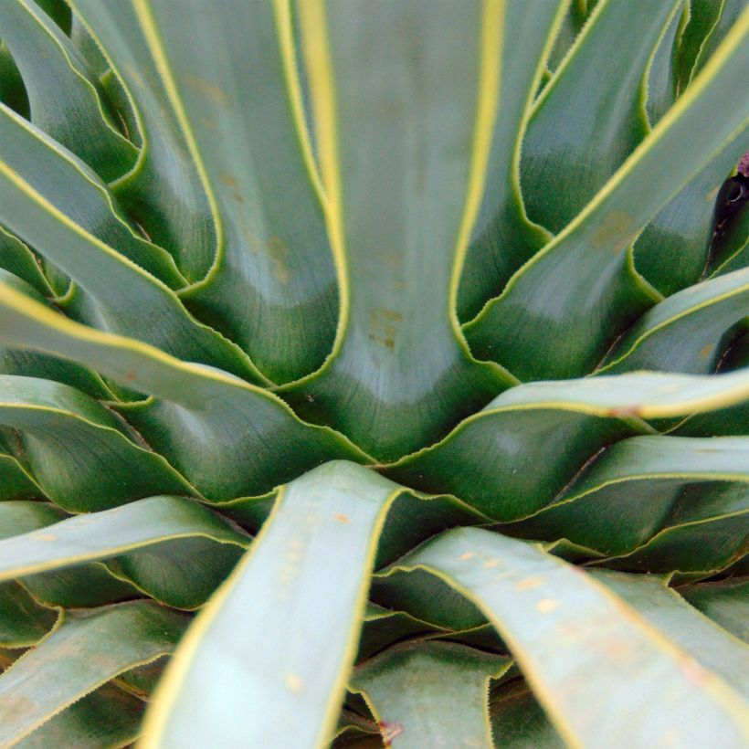 Yucca rostrata (Foliage)