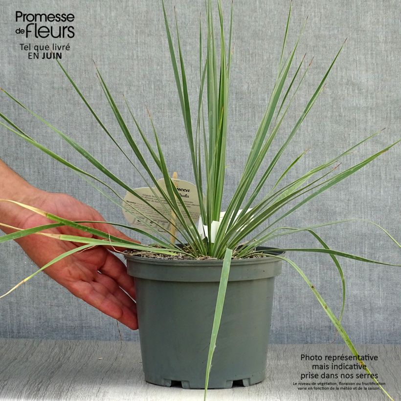 Yucca rostrata 2L/3L pot sample as delivered in summer