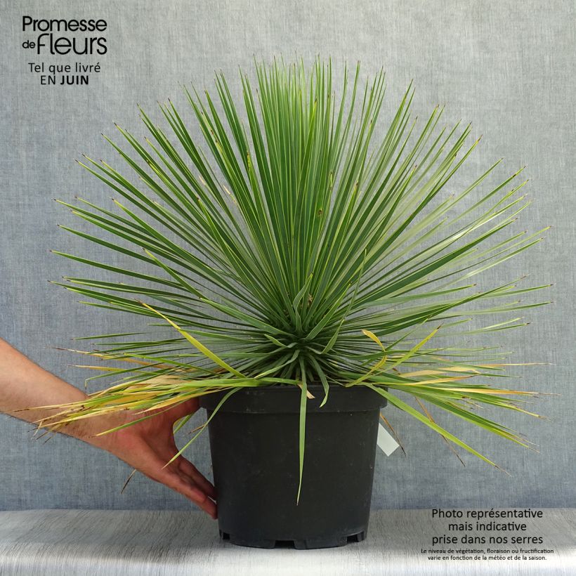 Yucca rostrata 6L/7L pot sample as delivered in summer