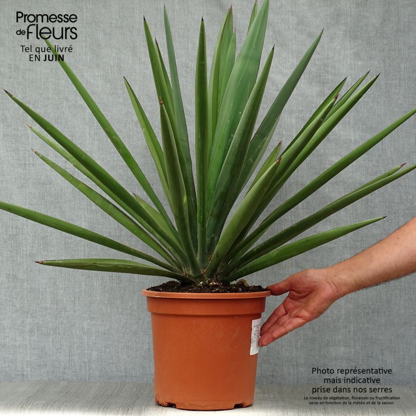 Yucca torreyi 7.5L/10L pot sample as delivered in summer