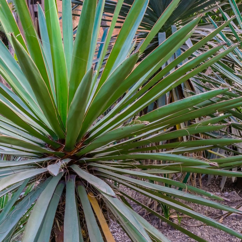 Yucca torreyi (Foliage)