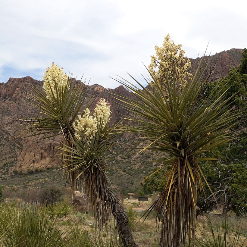 Yucca torreyi (Plant habit)