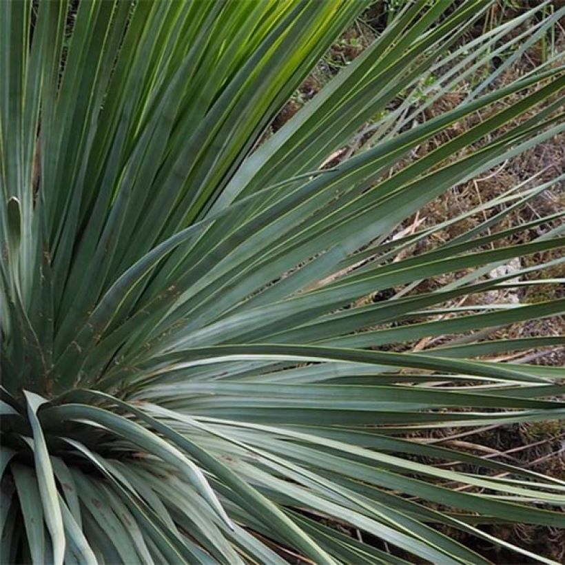 Yucca whipplei (Foliage)