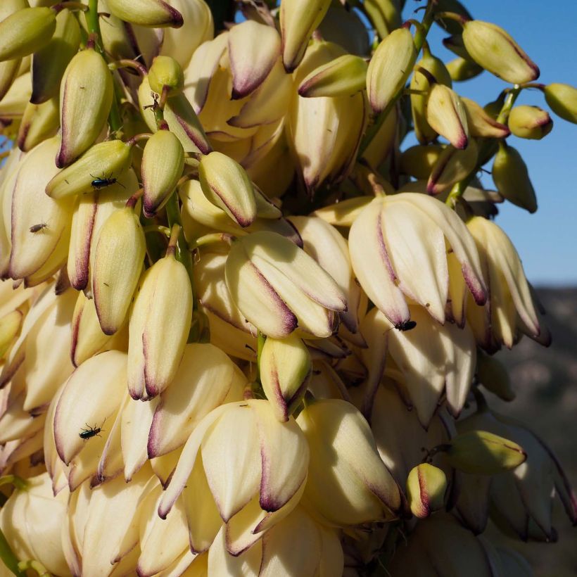 Yucca whipplei (Flowering)