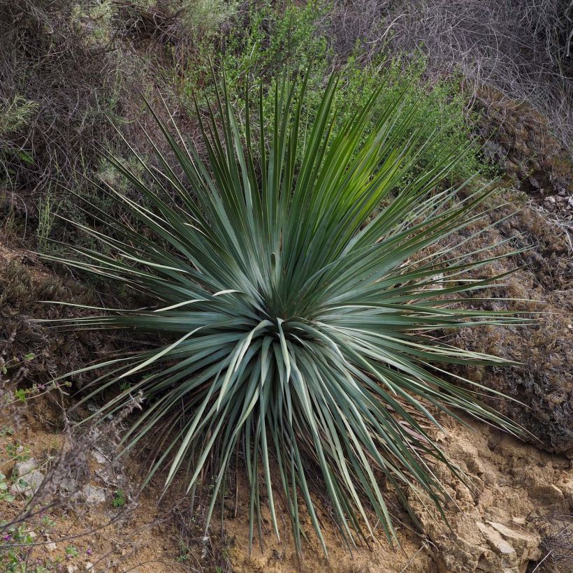 Yucca whipplei (Plant habit)