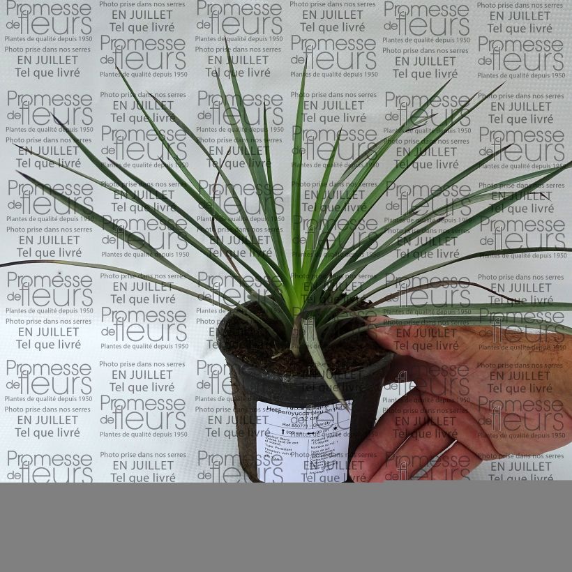 Yucca whipplei 12cm pot sample as delivered in summer
