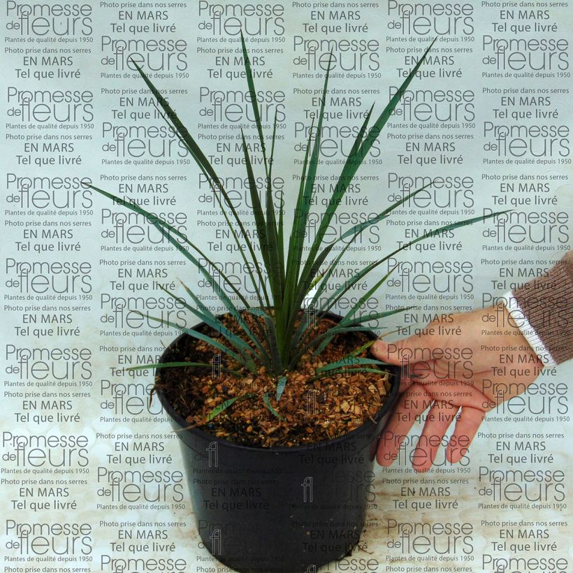 Example of Yucca whipplei 7.5L/10L pot specimen as delivered