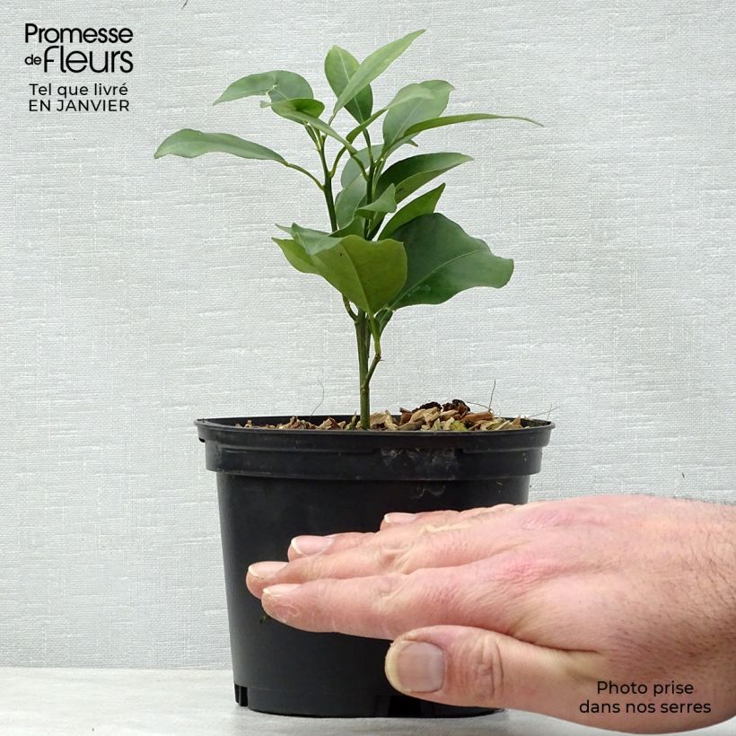Yuzu - Citrus junos 1L/1.5L pot, Bush sample as delivered in winter