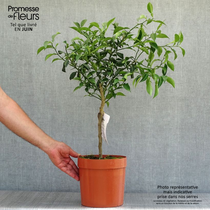 Yuzu - Citrus junos 4L/5L pot, Quarter standard sample as delivered in summer